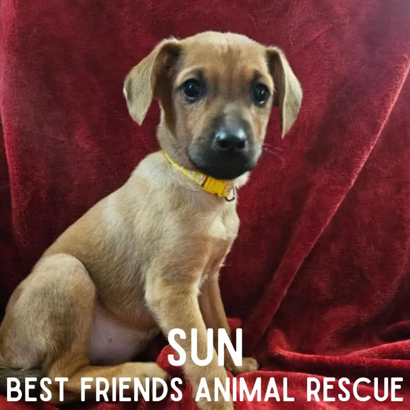 A baby medium-sized female Brown / Chocolate Mixed Breed dog named Sun for adoption in Wasilla, AK