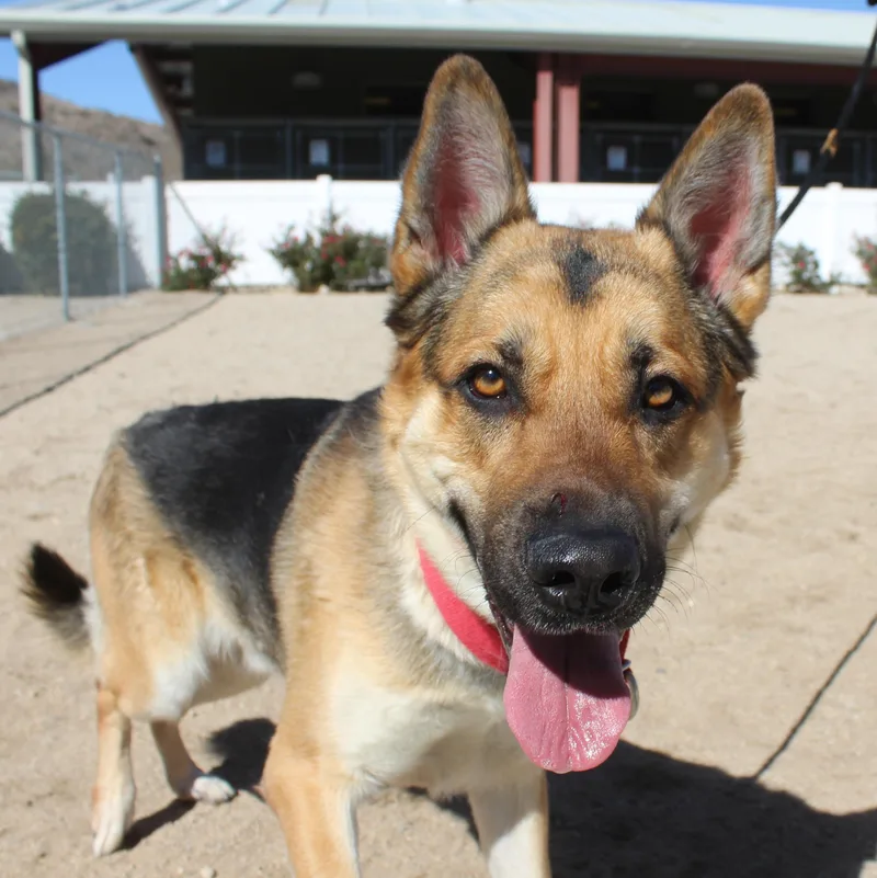 An adult large-sized male German Shepherd Dog named Levi for adoption in Yucca Valley, CA