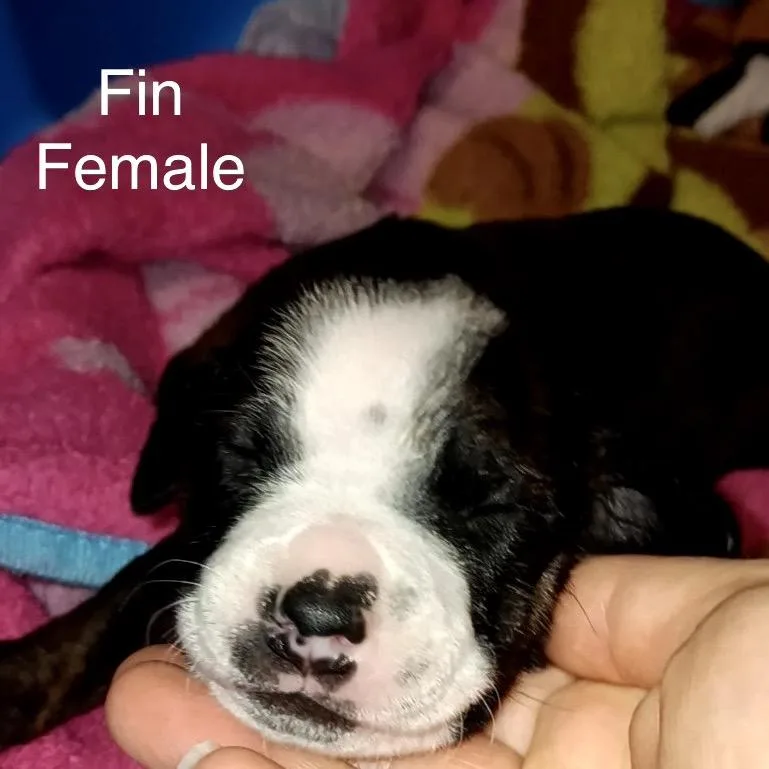 Fin thumbnail 2