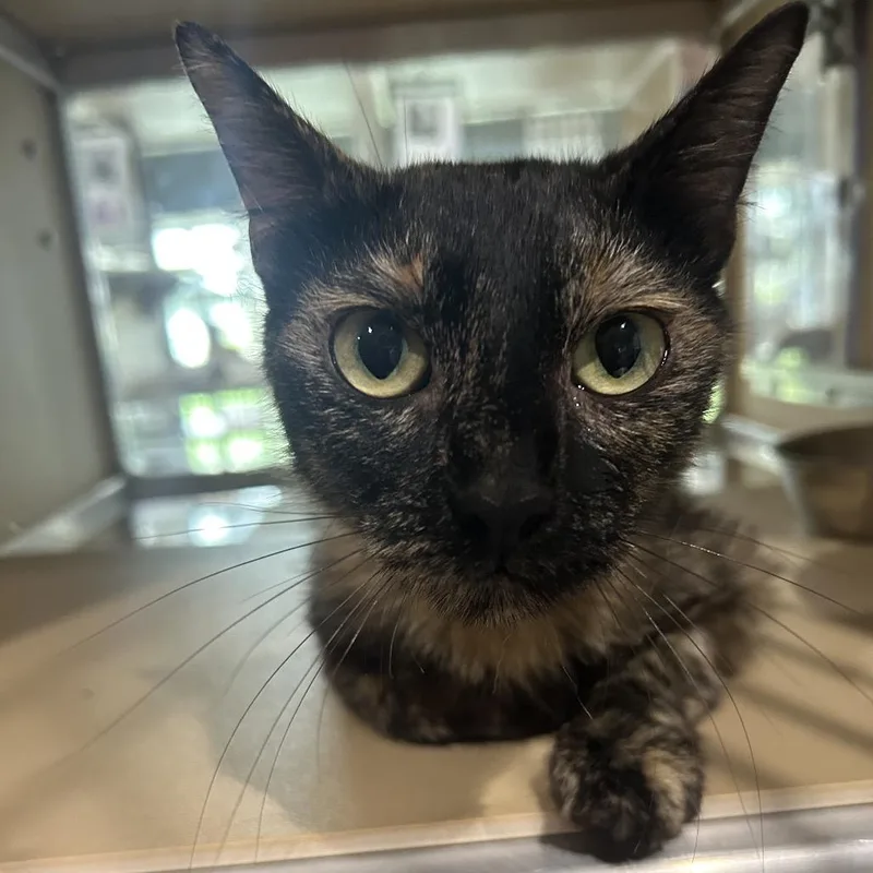 An adult medium-sized female Black Domestic Short Hair cat named Imogen for adoption in Leander, TX