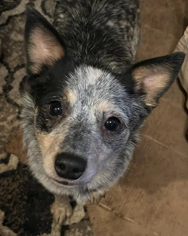 A young small-sized male Merle (Blue) Australian Cattle Dog / Blue Heeler dog named Percy for adoption in Colville , WA