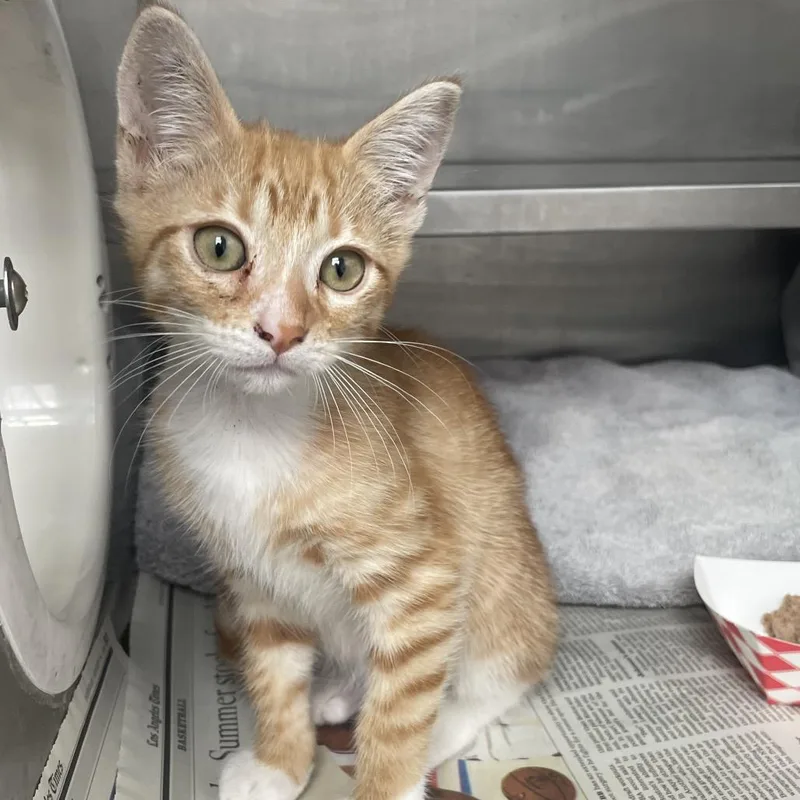 A baby small-sized female Orange / Red Domestic Short Hair cat named Tango for adoption in Hawthorne, CA