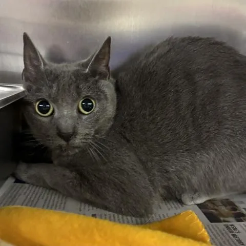 A young medium-sized female Domestic Short Hair cat named Freya for adoption in Pensacola, FL