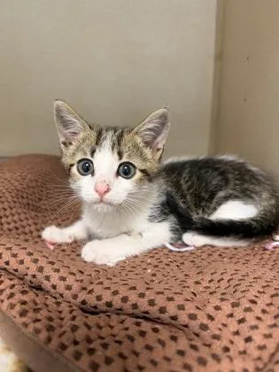 A baby small-sized male Domestic Short Hair cat named Ricky Bobby for adoption in King William, VA