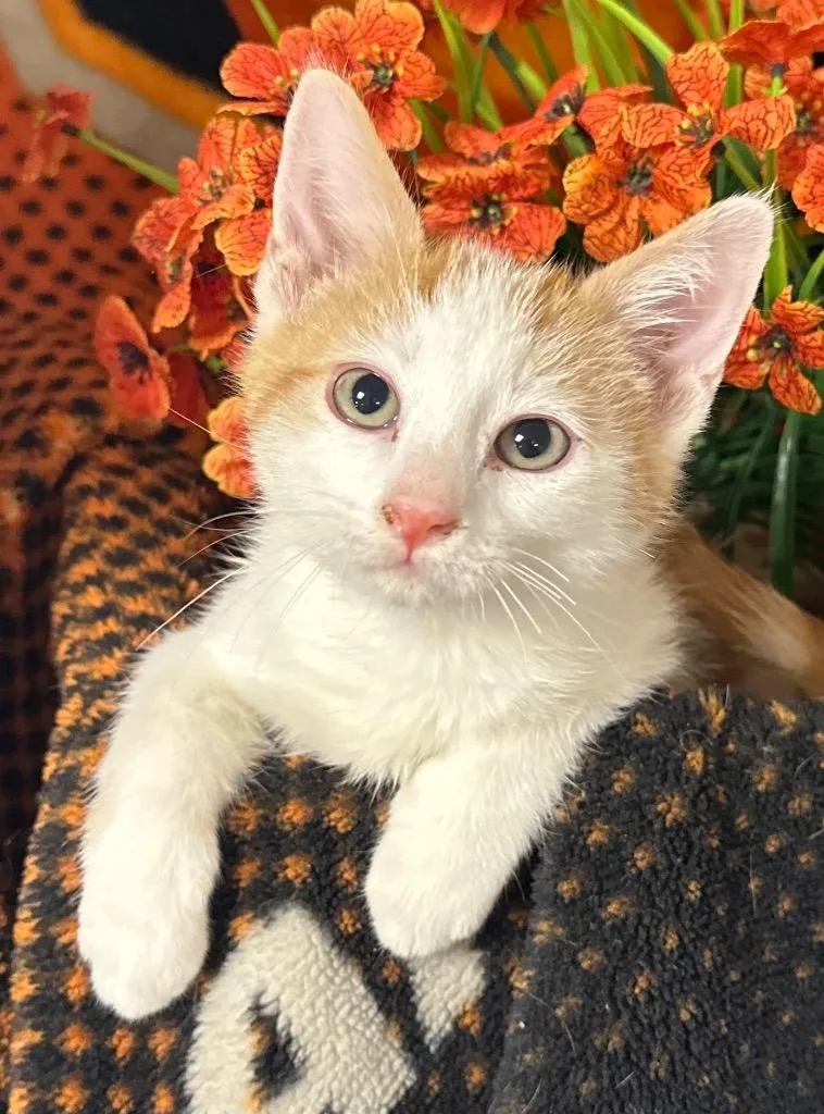A baby small-sized male Domestic Short Hair cat named Firework for adoption in Stillwater, OK