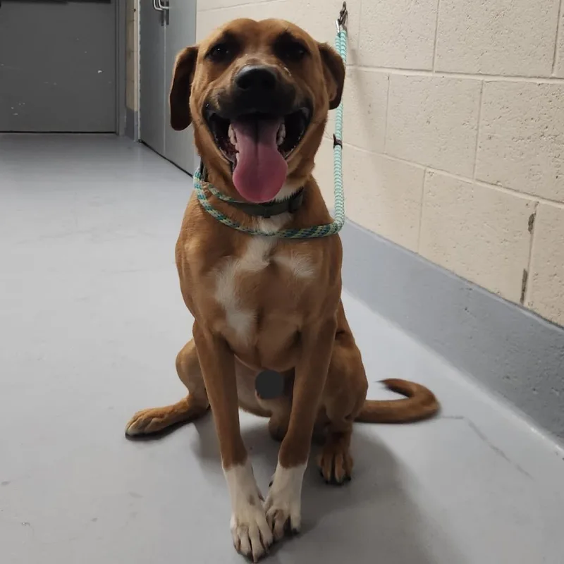 A young medium-sized male Yellow / Tan / Blond / Fawn Pit Bull Terrier dog named Scooby Doo for adoption in Concord, NC
