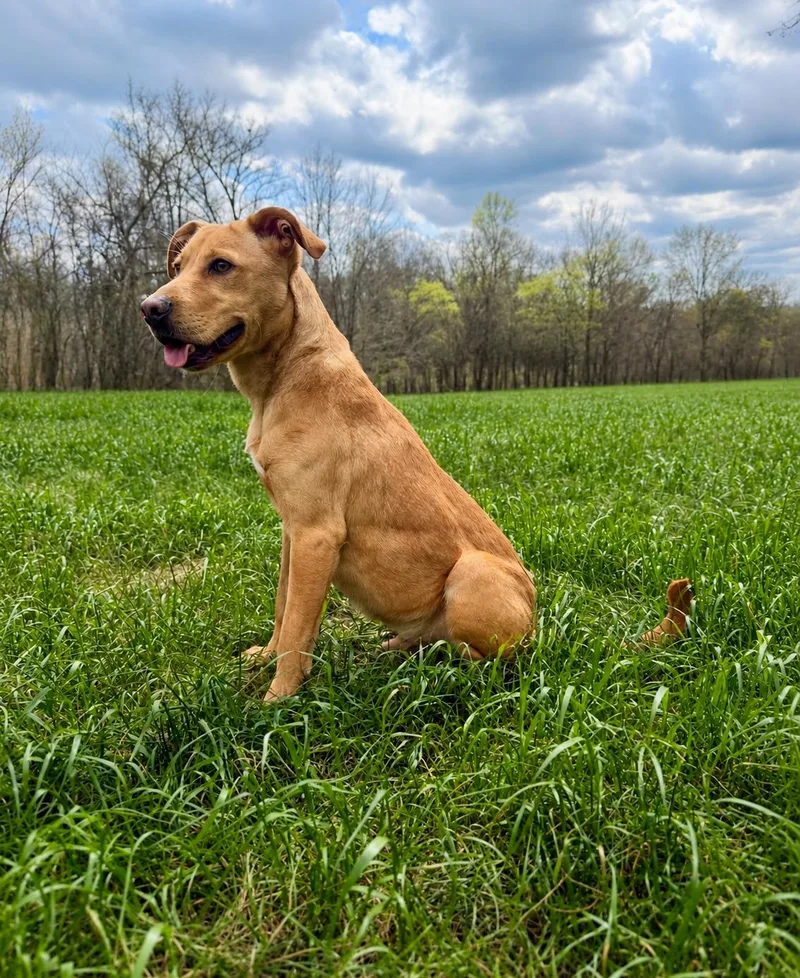 A young medium-sized male Golden Labrador Retriever dog named Goose for adoption in Nashville, TN