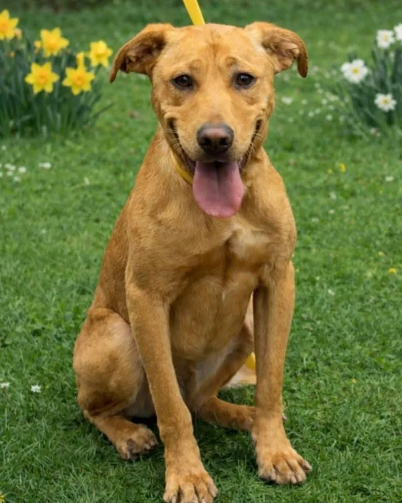 Goose thumbnail 2