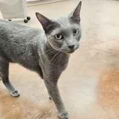 A young medium-sized male Gray / Blue / Silver Russian Blue cat named Tig for adoption in Green Valley, AZ
