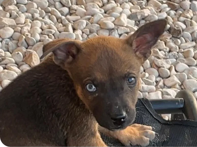 A baby medium-sized female Bicolor Australian Cattle Dog / Blue Heeler dog named Pepper for adoption in Paramus, NJ