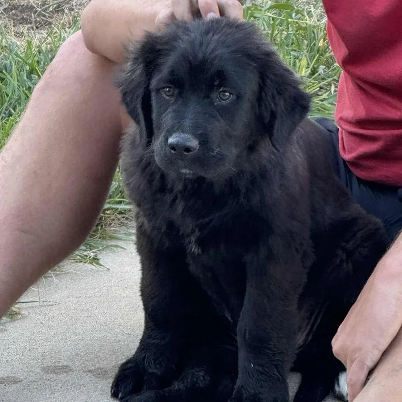 A young large-sized female Black Bernese Mountain Dog dog named Tootsie for adoption in St. Peters, MO