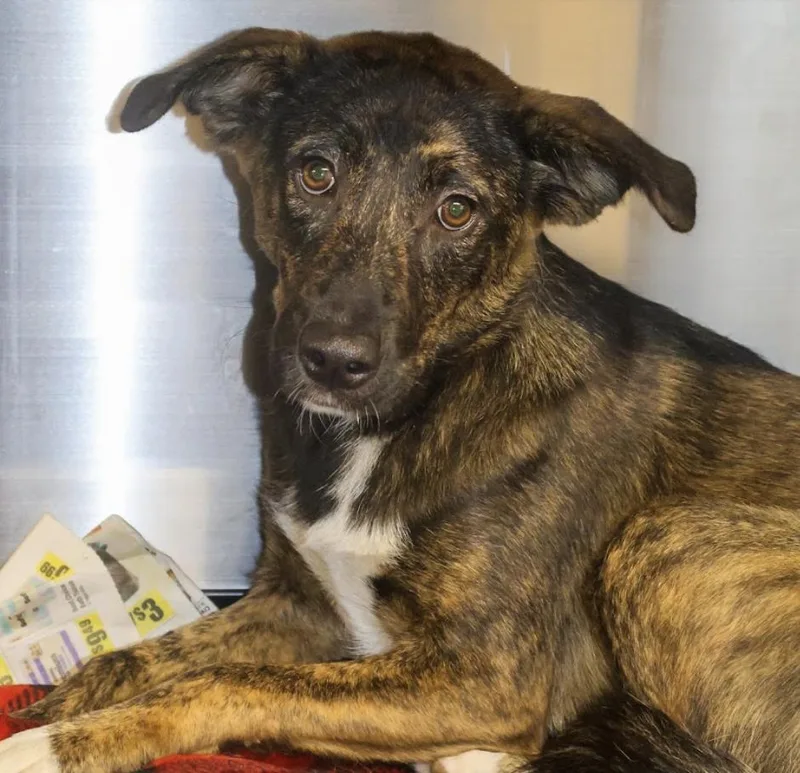 A baby medium-sized female Shepherd dog named Lacy for adoption in Hollister, MO