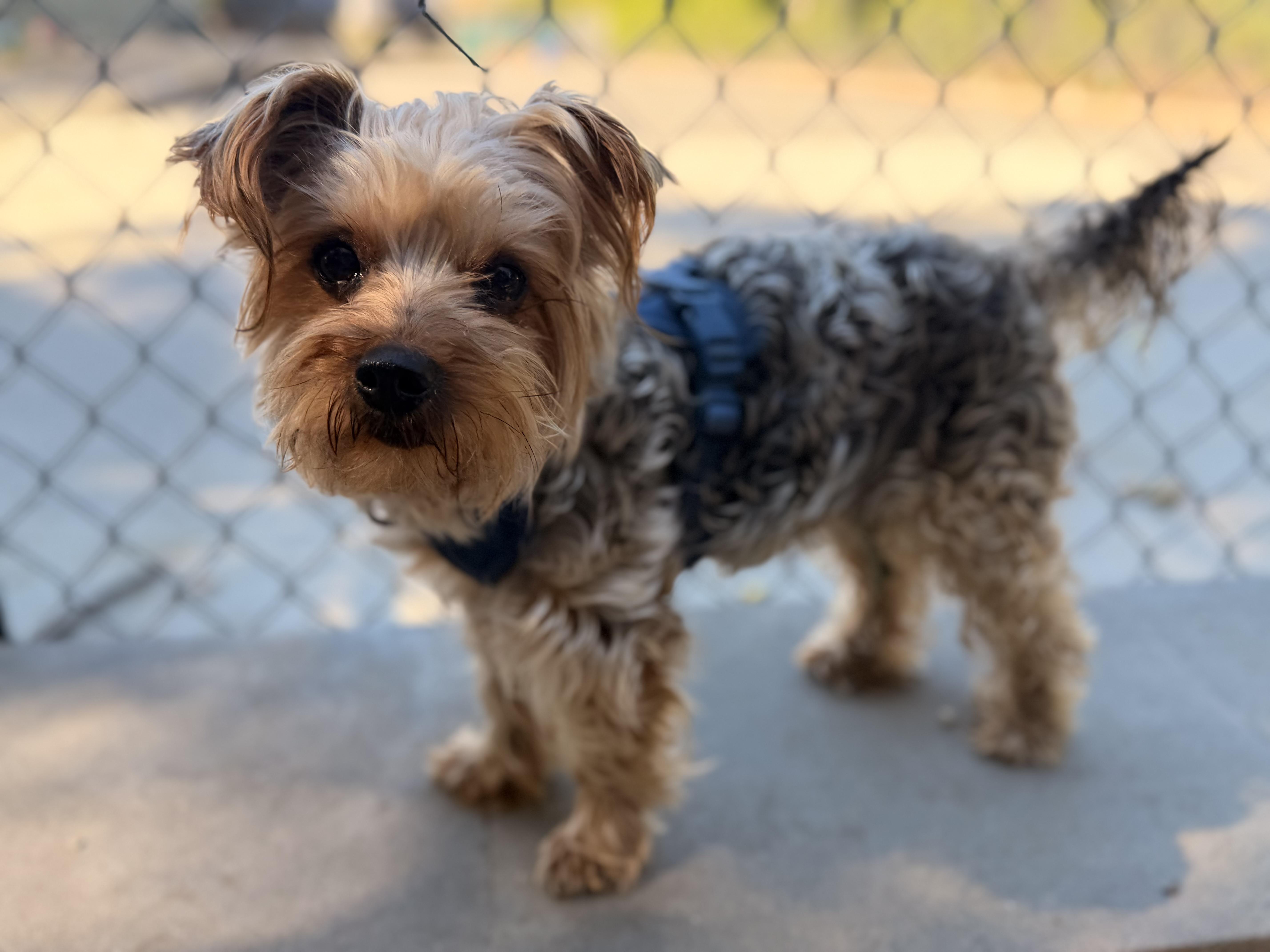 A senior small-sized male Yorkshire Terrier dog named Mikey for adoption in New Rochelle, NY