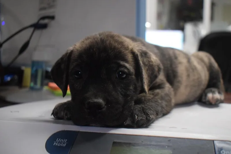 A baby large-sized male German Shepherd Dog dog named Jet for adoption in Pahrump, NV