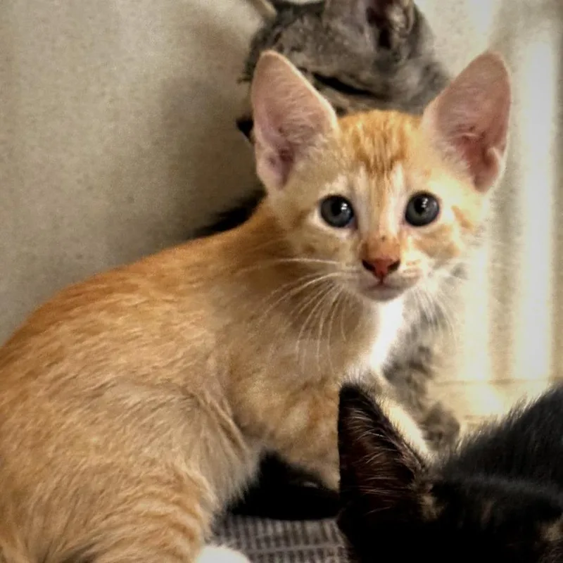 A baby small-sized female Orange / Red American Shorthair cat named Firefly for adoption in Wheeling, IL