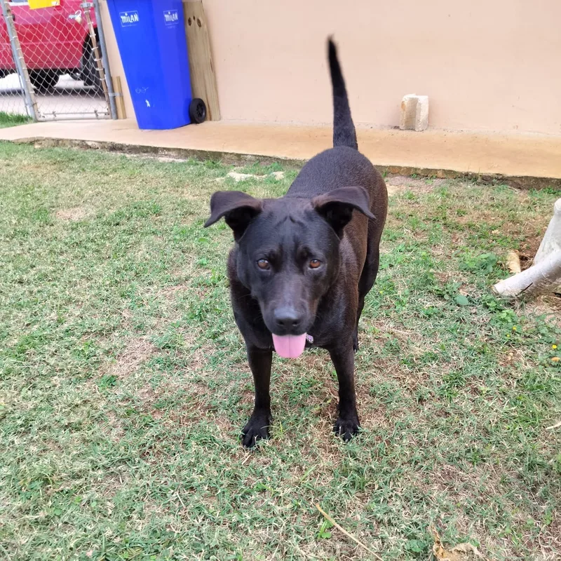 Ebony " Only Love." thumbnail 3