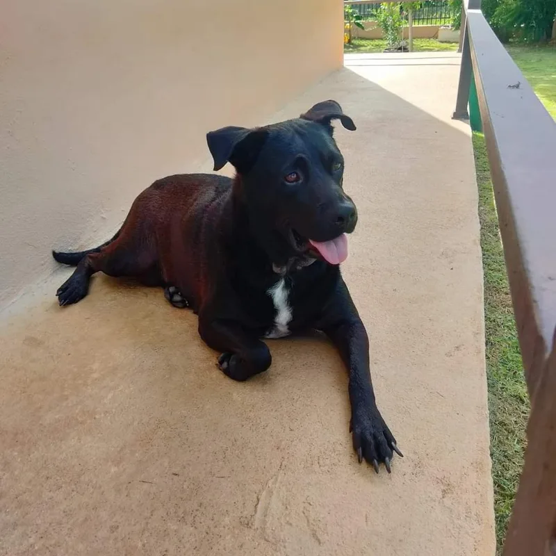 Ebony " Only Love." thumbnail 4