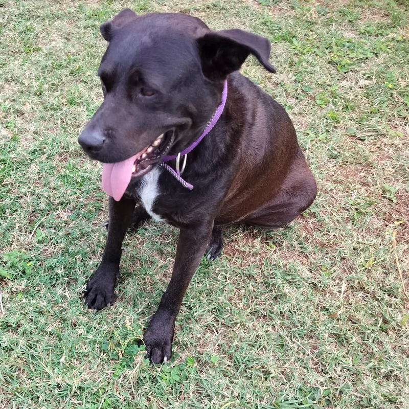 Ebony " Only Love." thumbnail 5