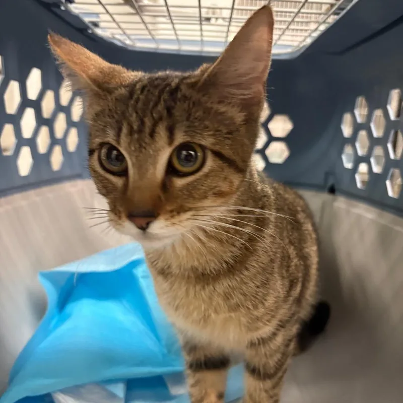 A young small-sized female Domestic Short Hair cat named Sophie for adoption in Manhattan, KS