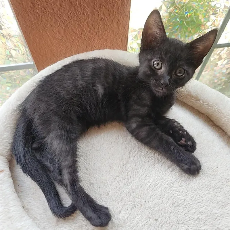 A baby large-sized male Smoke Domestic Short Hair cat named Monty for adoption in Allen, TX