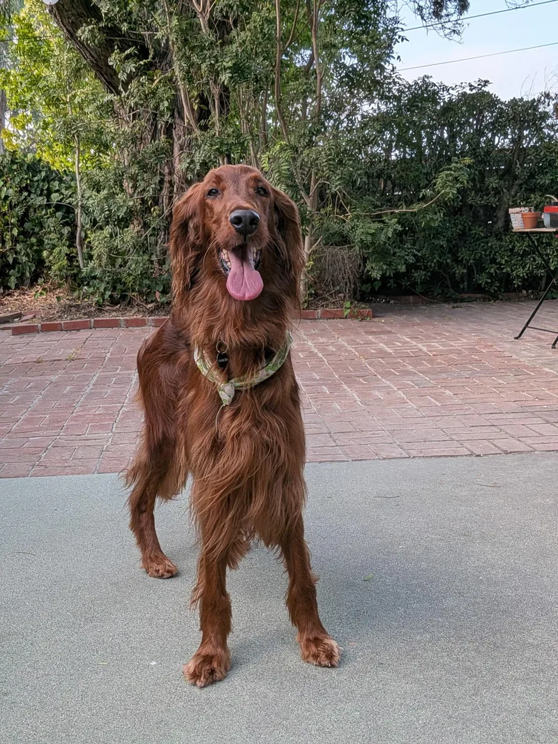 An adult medium-sized female Red / Chestnut / Orange Irish Setter dog named Bailey for adoption in Torrance, CA