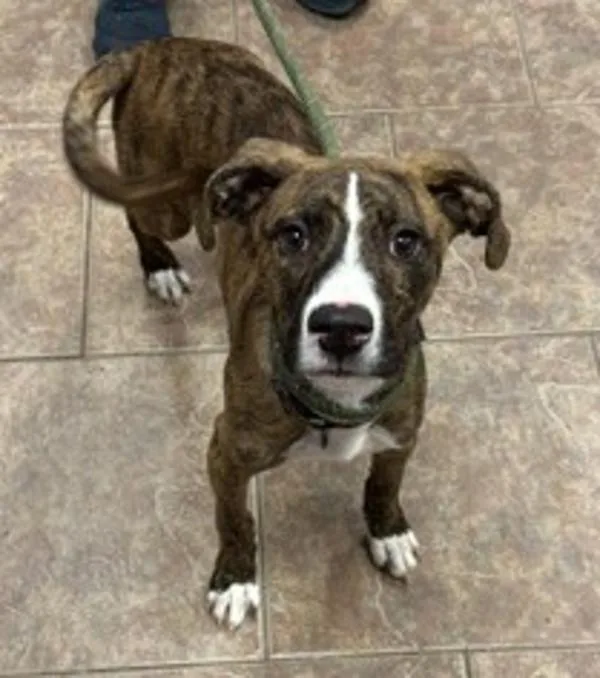 A young medium-sized male Hound dog named Mason for adoption in Littleton, CO