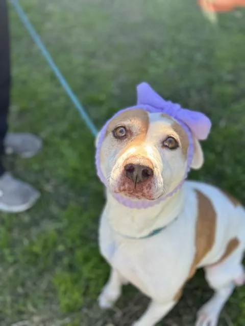 An adult medium-sized female White / Cream Pit Bull Terrier dog named Caroline for adoption in Houston, TX