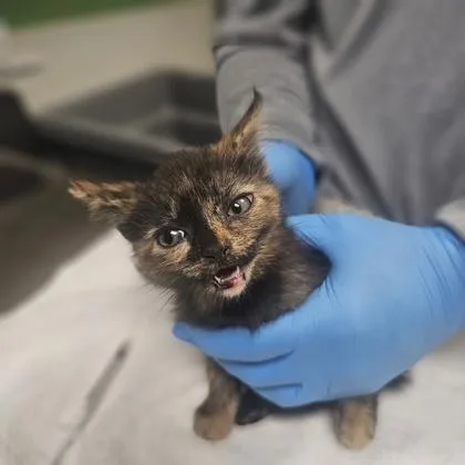 A young medium-sized female Domestic Short Hair cat named Zippy Zop for adoption in Kansas City, MO