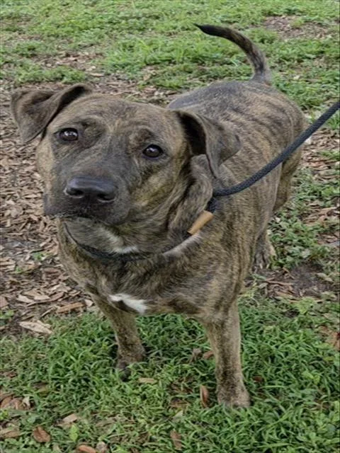 An adult large-sized female Plott Hound dog named Wiki for adoption in Fort Lauderdale, FL