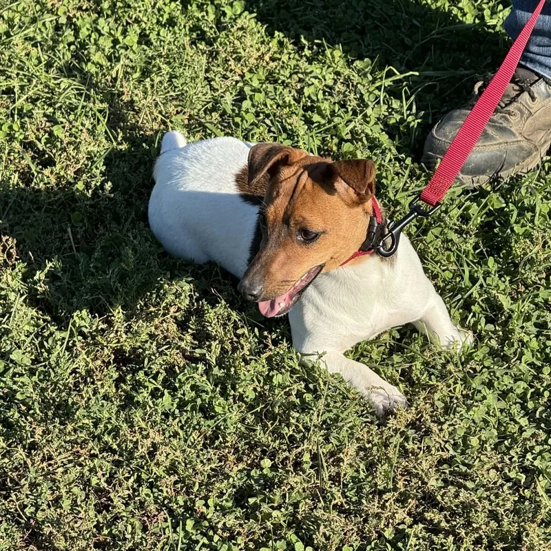 Jack Russells thumbnail 2