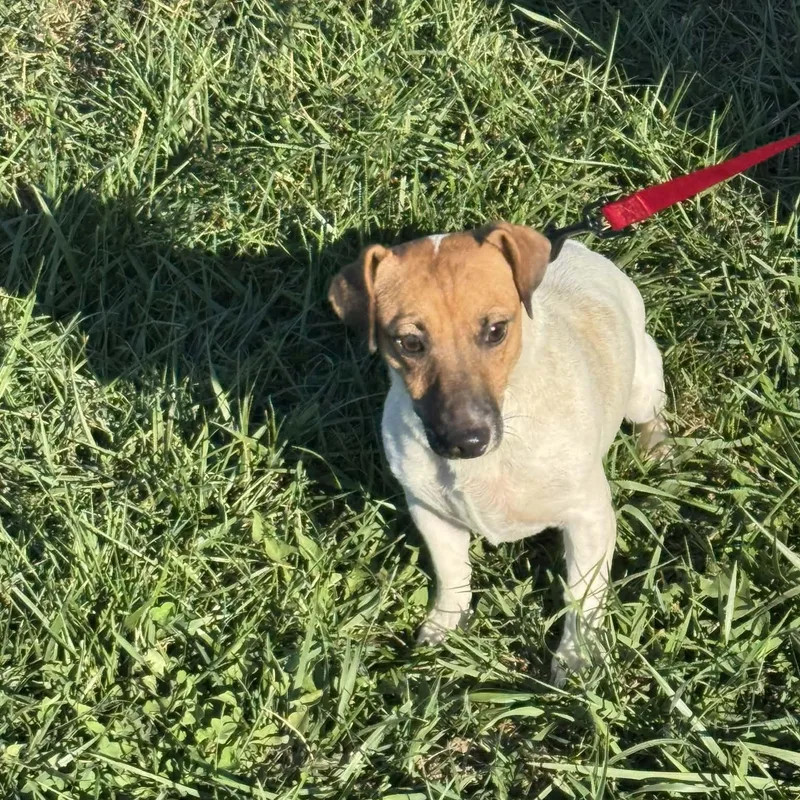 Jack Russells thumbnail 3