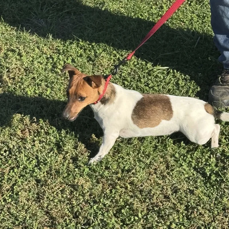 Jack Russells thumbnail 4