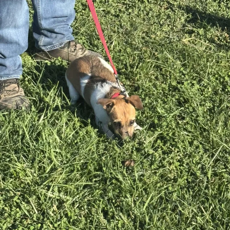 Jack Russells thumbnail 5
