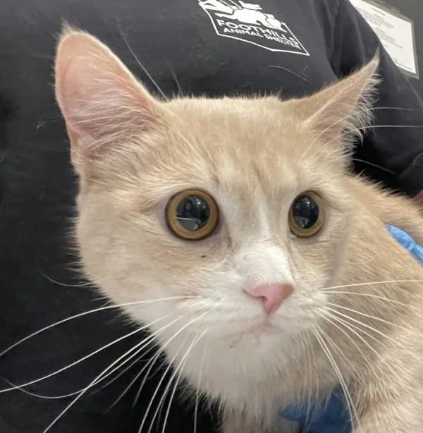 A young small-sized female Domestic Short Hair cat named Nina Mia for adoption in Golden, CO