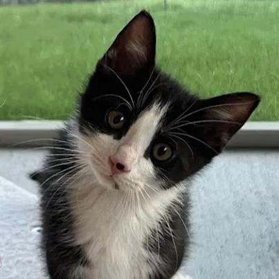 A baby medium-sized male Black & White / Tuxedo Tuxedo cat named Ozzy for adoption in Garland, TX