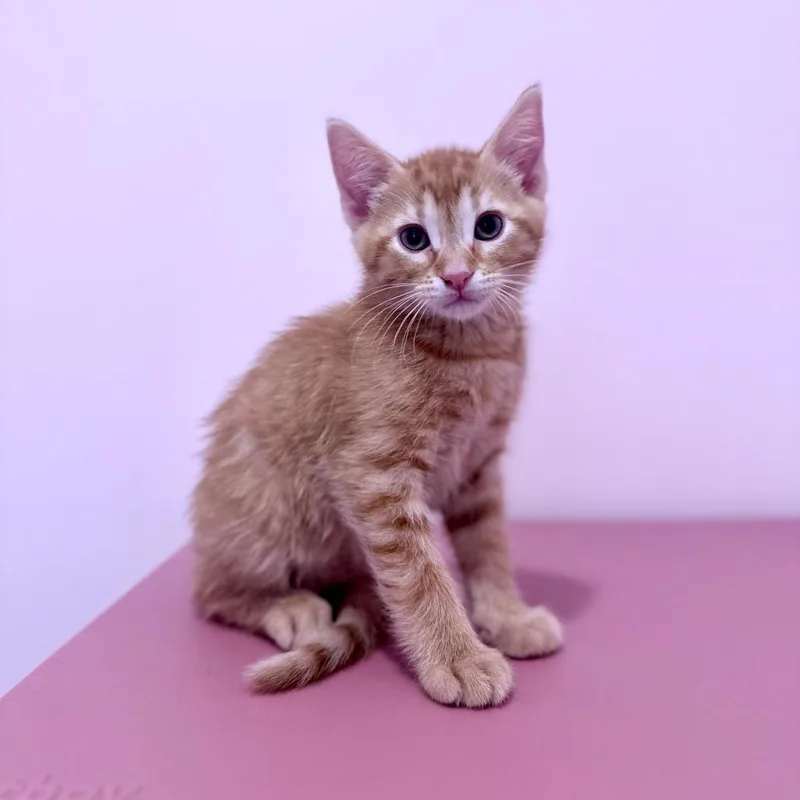 A baby small-sized male Orange / Red Domestic Short Hair cat named Bug for adoption in Forest Park, IL