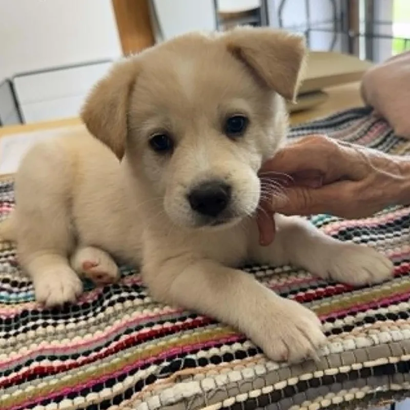 A baby medium-sized female Yellow / Tan / Blond / Fawn Mixed Breed dog named Hope for adoption in Alexandria, VA