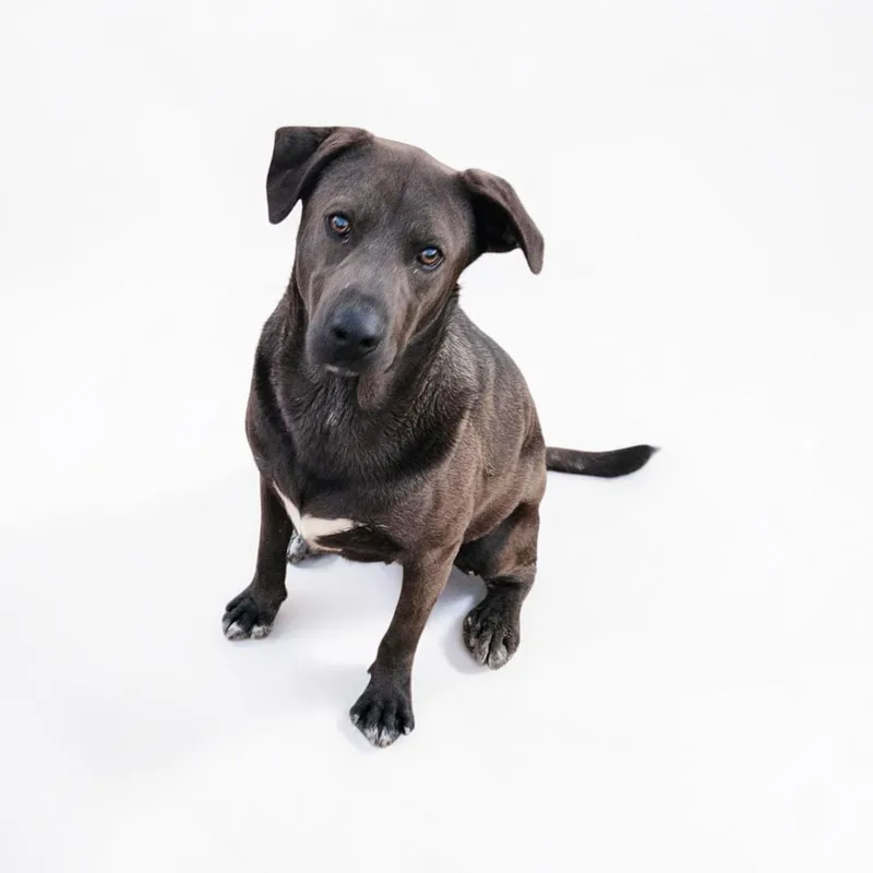 An adult medium-sized male Labrador Retriever dog named Wally for adoption in Ventura, CA