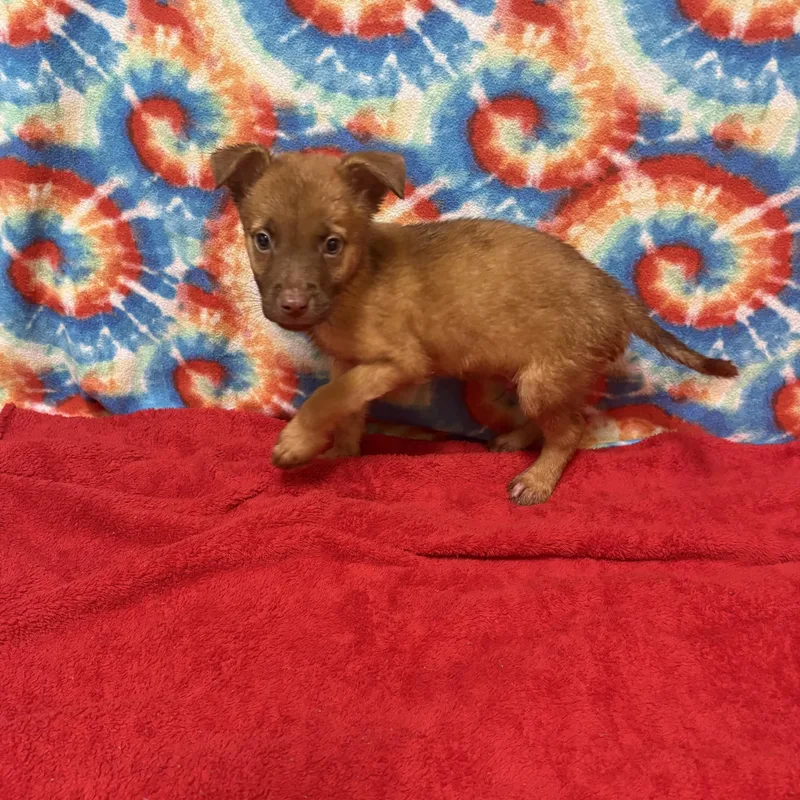 A baby medium-sized male Red / Chestnut / Orange Shepherd dog named Ocean for adoption in Valdosta, GA