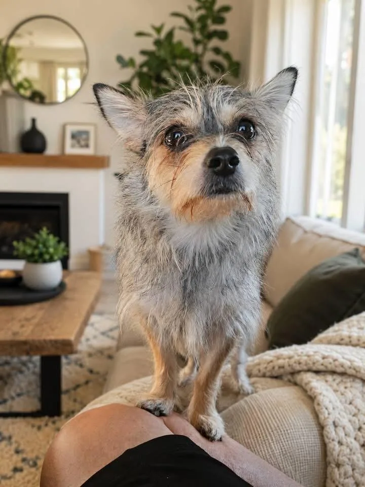 An adult small-sized female Yorkshire Terrier dog named Sandi for adoption in Berlin, NJ