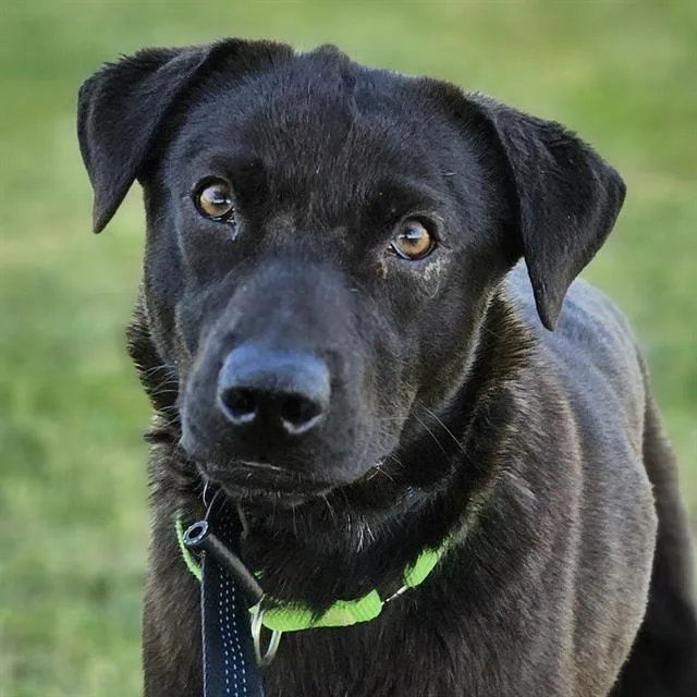 A young medium-sized male Labrador Retriever dog named Fiddlehead for adoption in Tucson, AZ