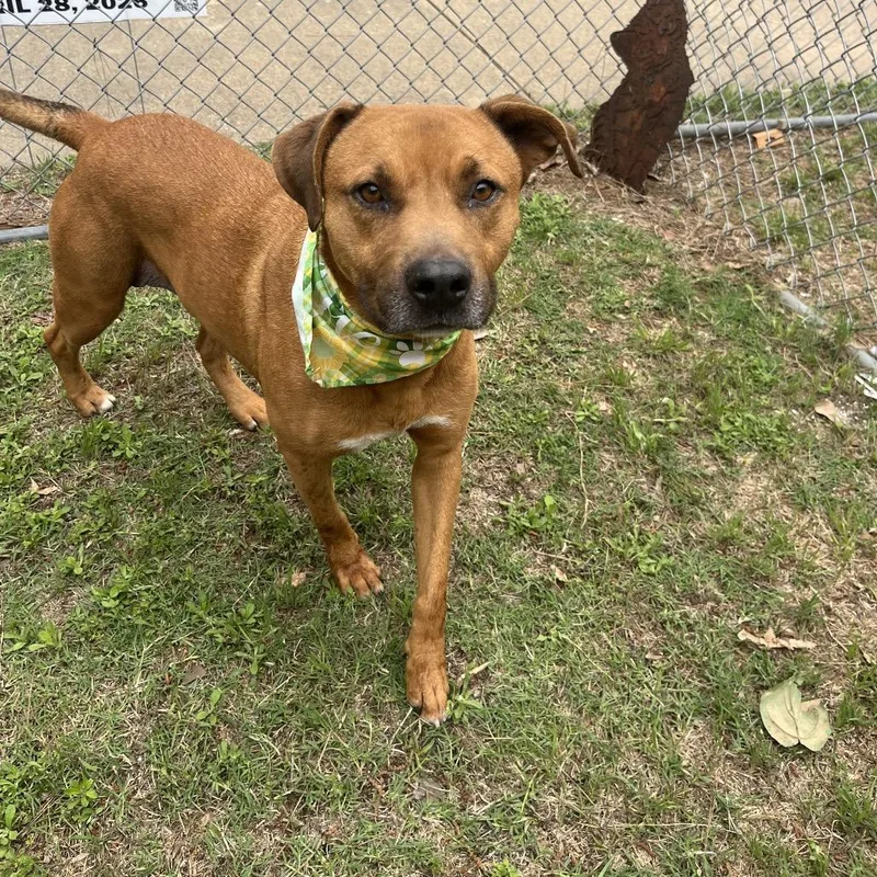 An adult large-sized female Brown / Chocolate Labrador Retriever dog named Mila for adoption in Palestine, TX