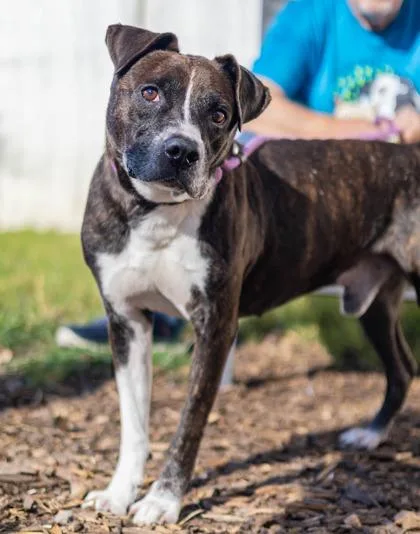 A senior large-sized male Mixed Breed dog named Hatband for adoption in Chamblee, GA