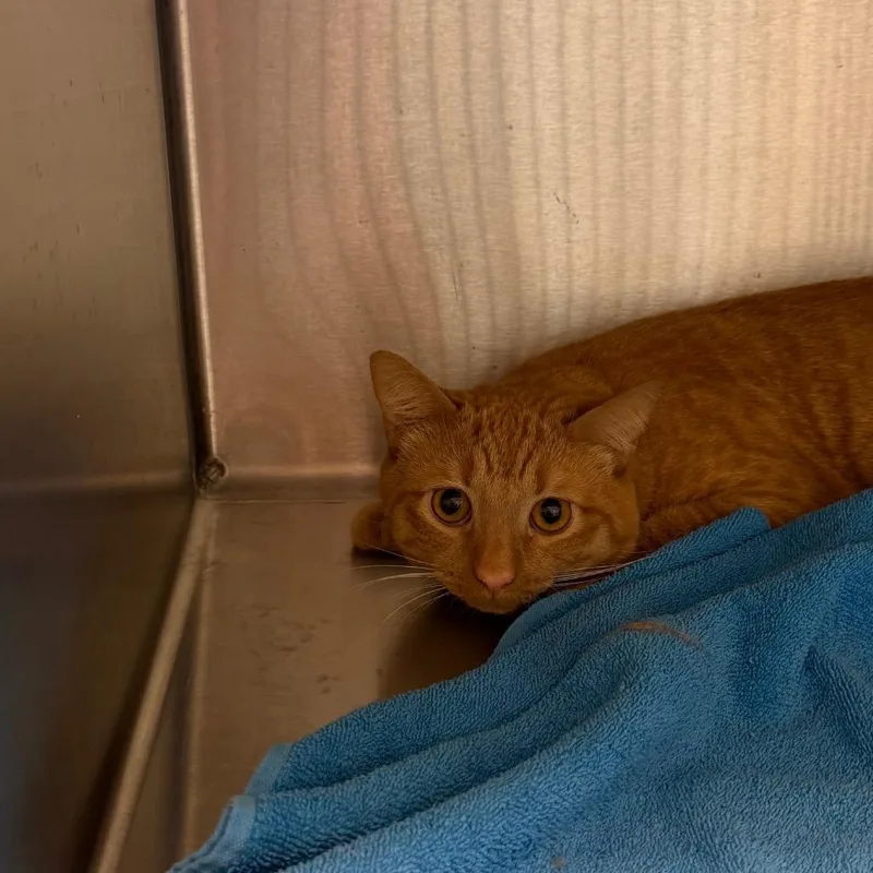 An adult medium-sized male Orange / Red Domestic Short Hair cat named Marvin for adoption in Englewood, FL