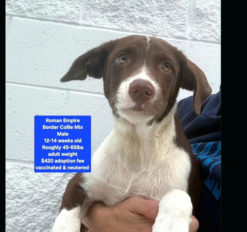 A baby medium-sized male Border Collie dog named Roman Empire for adoption in Oviedo, FL