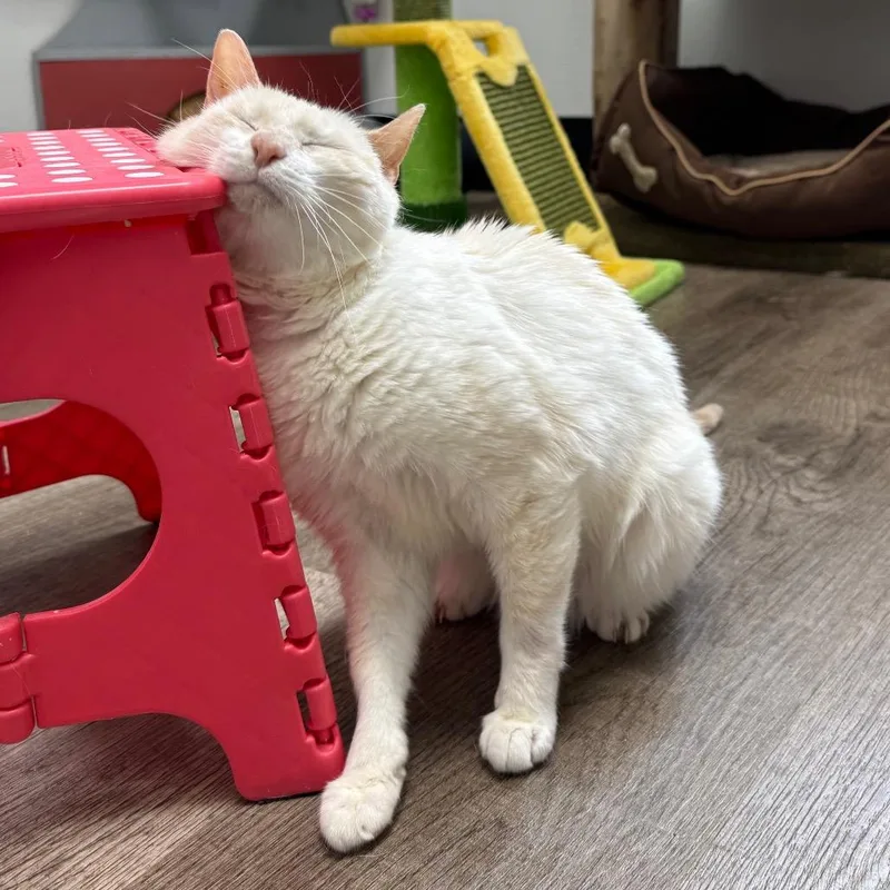 A senior medium-sized female Flame Point Siamese cat named Ruby for adoption in Port Angeles, WA