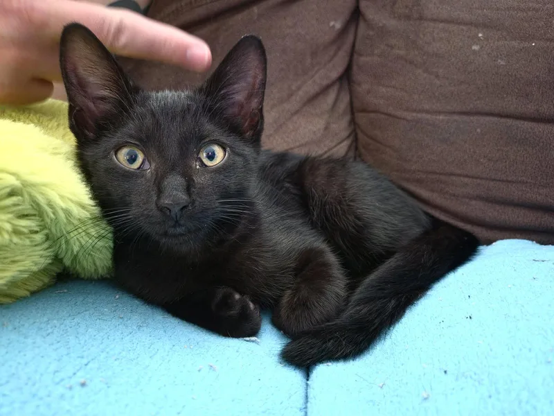 A baby medium-sized female Black Domestic Short Hair cat named Willow for adoption in Stewartsville, NJ
