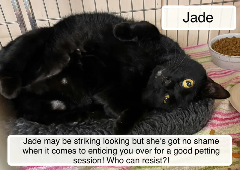An adult medium-sized female Black Domestic Short Hair cat named Jade for adoption in Ellicott City, MD