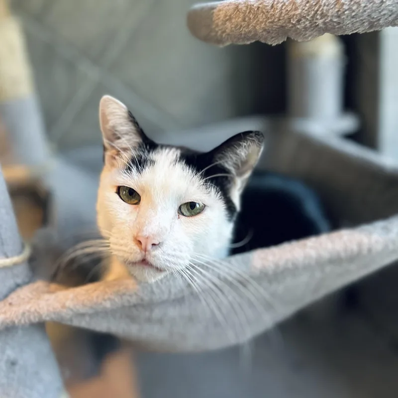 An adult large-sized male Black & White / Tuxedo American Shorthair cat named Peabody for adoption in Seguin, TX