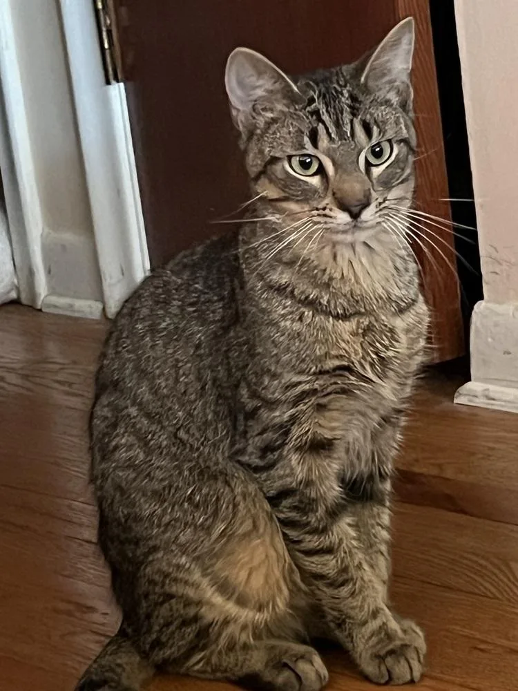 A baby small-sized male Domestic Short Hair cat named Thor for adoption in Lincoln Park, MI